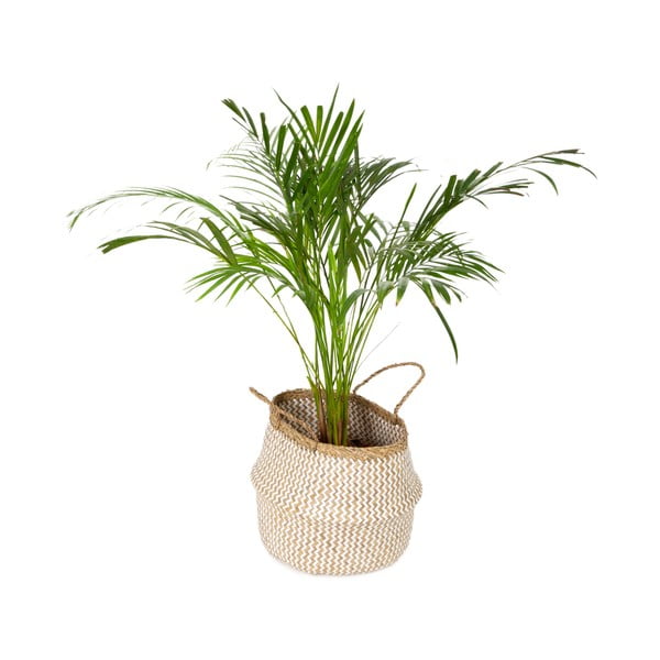 Košara za pohranu od morske trave Compactor Zic Zac, ⌀ 35 cm-image-4