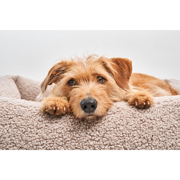 Bež krevet za pse od boucle tkanine 71x91 cm Senso Greige M – MiaCara-image-1