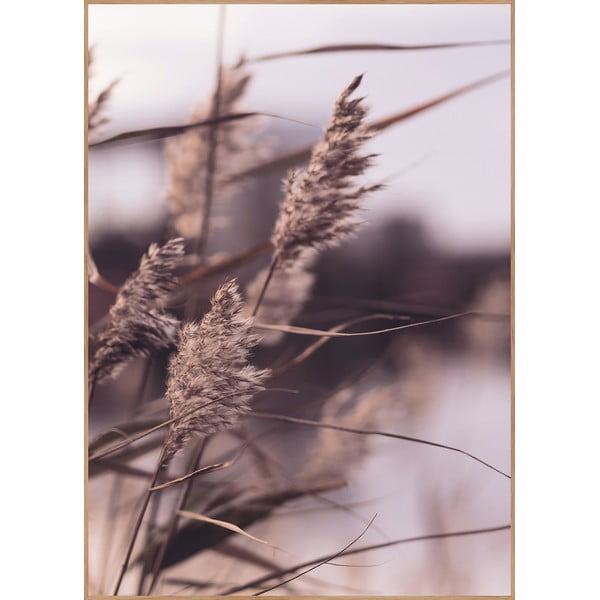 Plakat s okvirom 50x70 cm Mellow Grasses 3 – Malerifabrikken