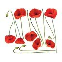 Set zidnih samoljepljivih naljepnica Ambiance Vermeil Poppies, 60 x 70 cm