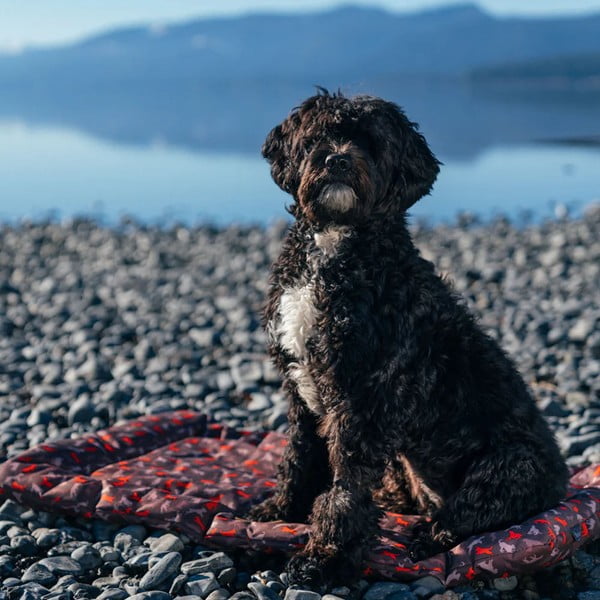 Smeđi putni krevetić za pse 45x60 cm Outdoor Chill Pad Mocha S – P.L.A.Y.-image-4