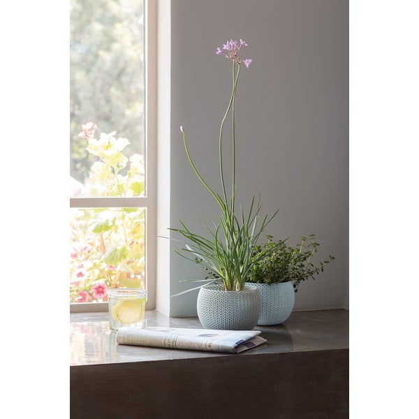 Plastične posude za cvijeće u setu 3 kom ø 15 cm Cozy – Keter-image-3