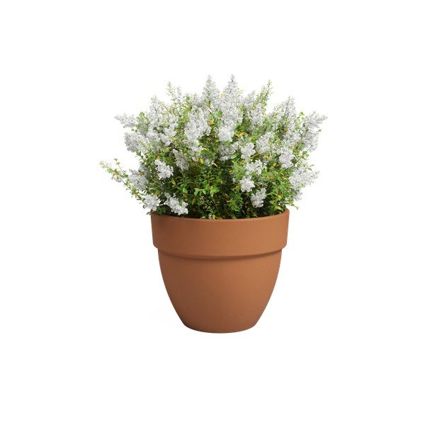 Tegla za cvijeće od terakote ø 40 cm Amalia Campana – Artevasi-image-2