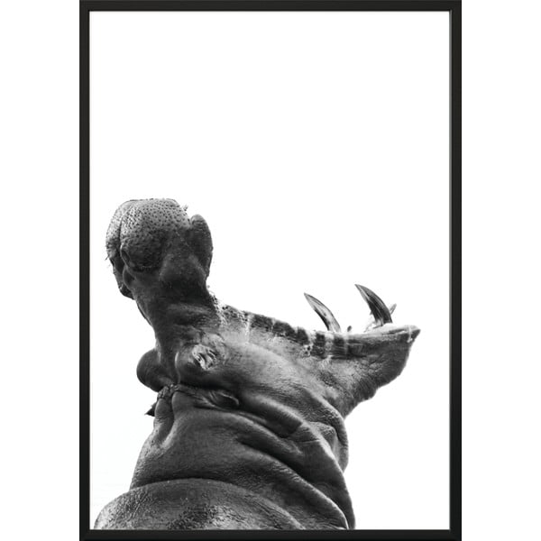 Plakat DecoKing Hippopotamus, 70 x 50 cm