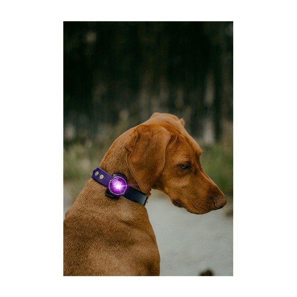LED svjetlo za ovratnik Purple - Orbiloc-image-4