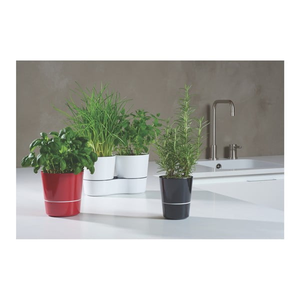 Siva saksija Herb Mepal Hydro Herbs-image-3