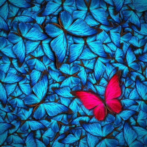 Slika na staklu Insigne Azul Butterfly, 30 x 30 cm