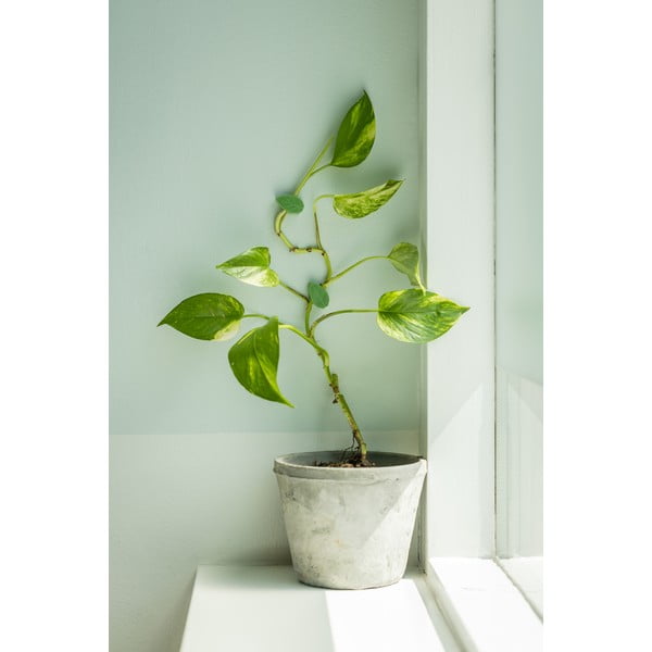 Stalak za bilje 10 kom od reciklirane plastike (visina 3 cm) – Esschert Design-image-1