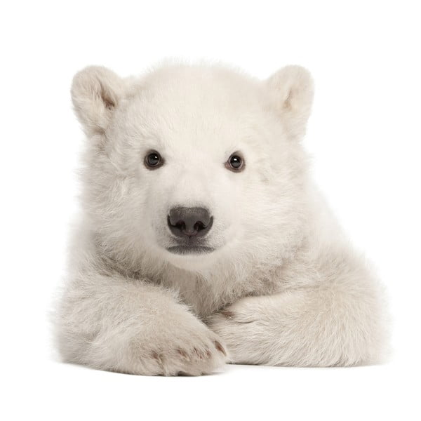 Zidna naljepnica Dekornik Polarni medvjed, 58 x 55 cm
