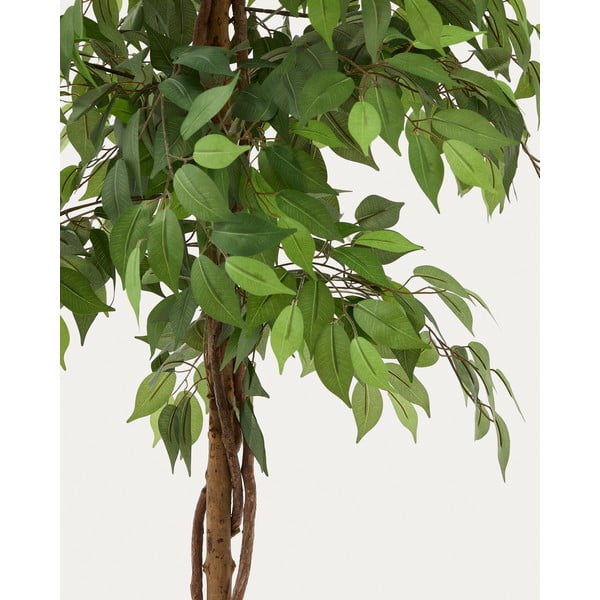 Umjetni fikus (visina 180 cm) Ficus – Kave Home-image-1