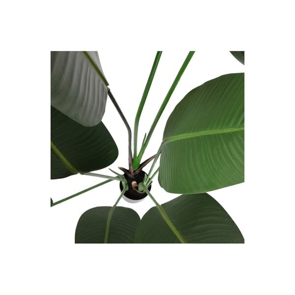 Umjetna strelicija (visina 164 cm) – WOOOD-image-3