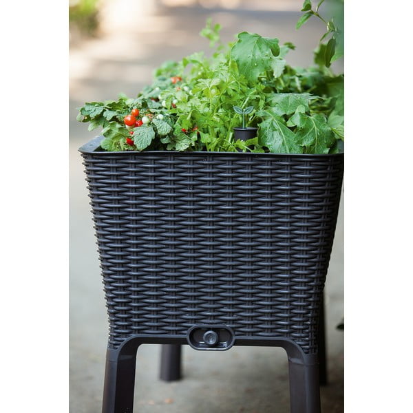 Tegla za cvijeće Easy Grow – Keter-image-2