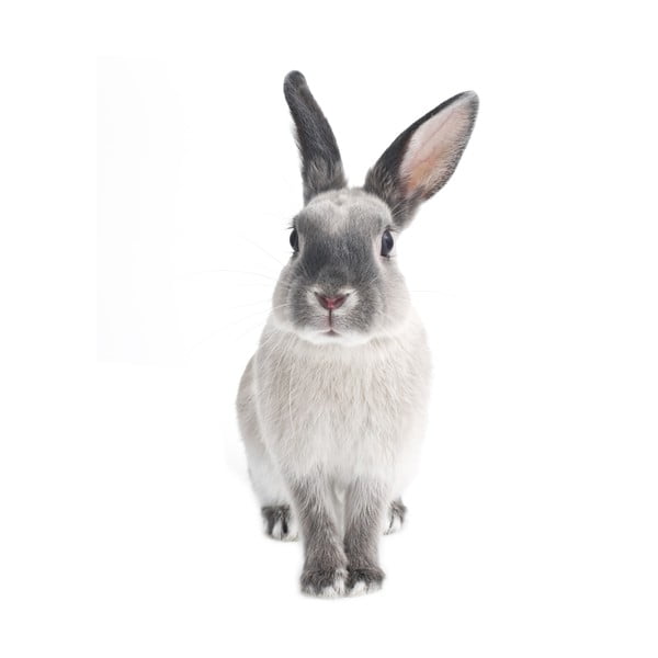 Zidna naljepnica Dekornik Rabbit Harry, 50 x 103 cm