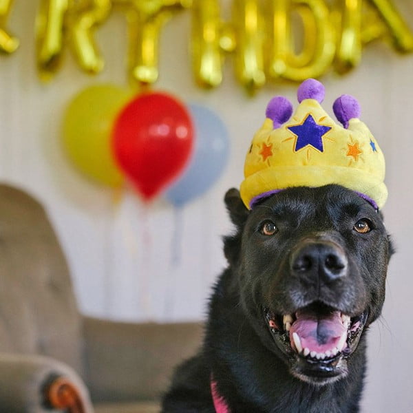 Igračka za pse Royal Crown - P.L.A.Y.-image-1