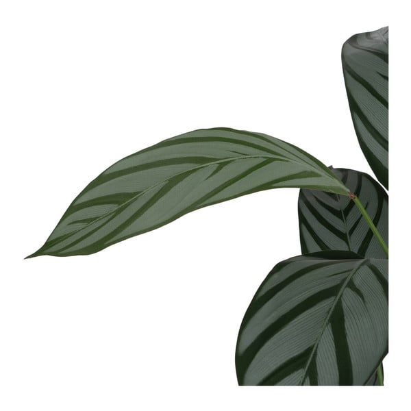 Umjetna biljka (visina 150 cm) Calathea – Ixia-image-3