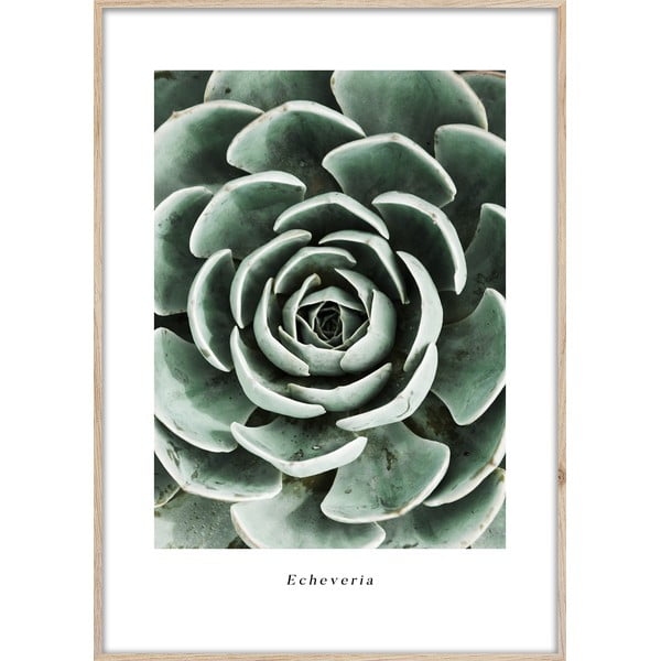 Slika 50x70 cm Echeveria – Styler