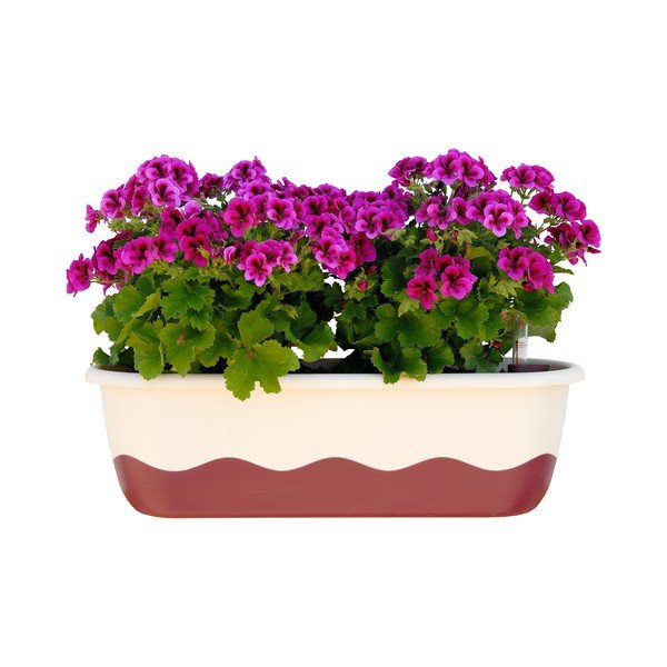 Bijelo-ružičasta samozalijevajuća tegla Plastia Mareta, dužina 60 cm-image-1
