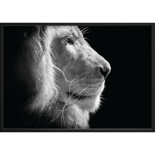 Crno-bijeli poster DecoKing Lion King, 100 x 70 cm
