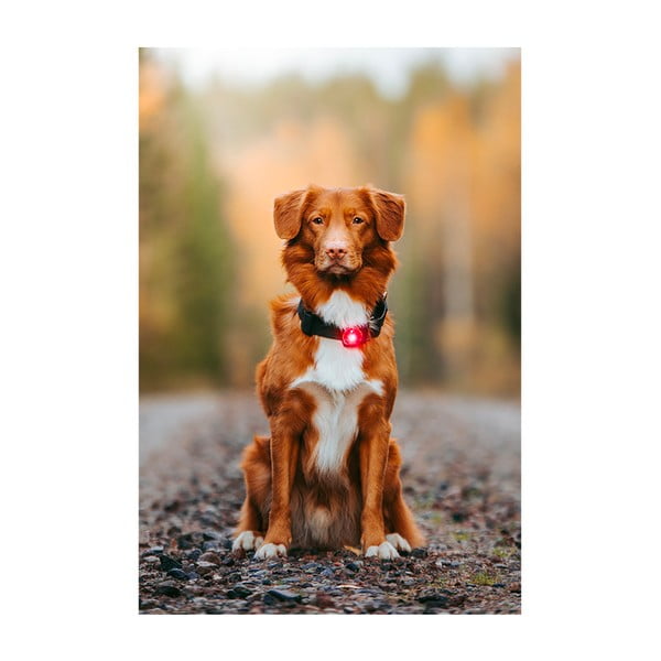 LED svjetlo za ovratnik Red - Orbiloc-image-3