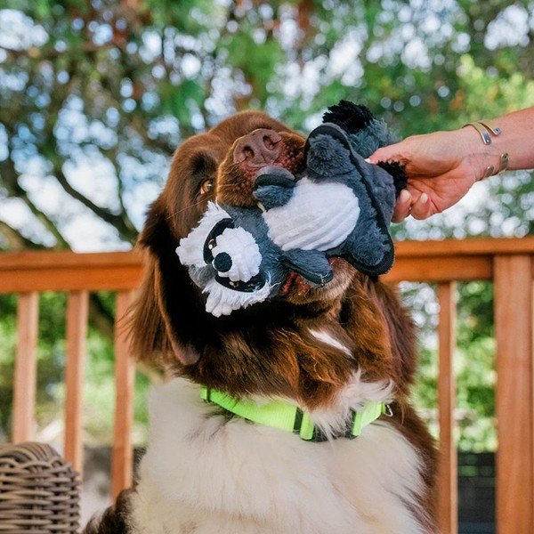 Igračka za psa Racoon – P.L.A.Y.-image-1