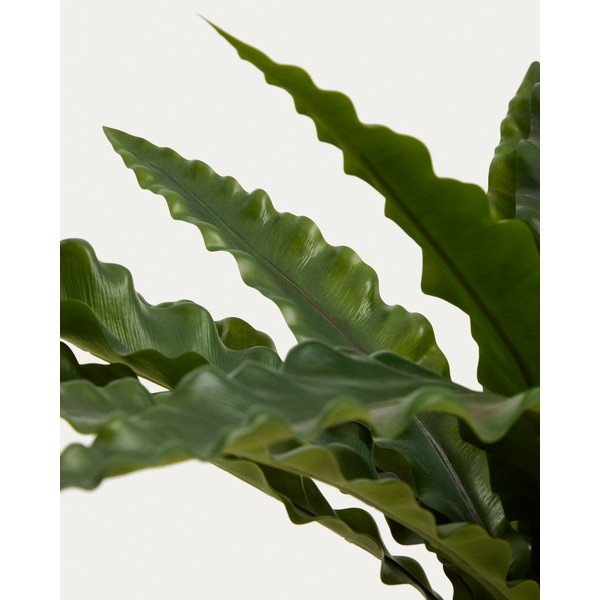 Umjetni sukulent (visina 70 cm) Neottopteris – Kave Home-image-3