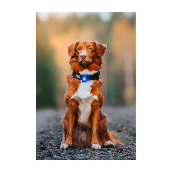 LED svjetlo za ovratnik Blue - Orbiloc-image-4