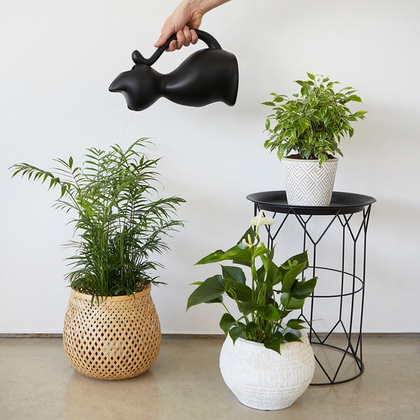 Plastična kanta za vodu 2 l Meow – Balvi-image-2