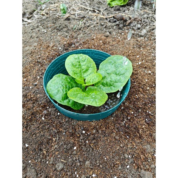 Prsten za zalijevanje – Garden Pleasure-image-1