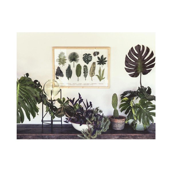 Slika s okvirom od borovog drva Surdic Leafes Guide, 50 x 70 cm-image-1