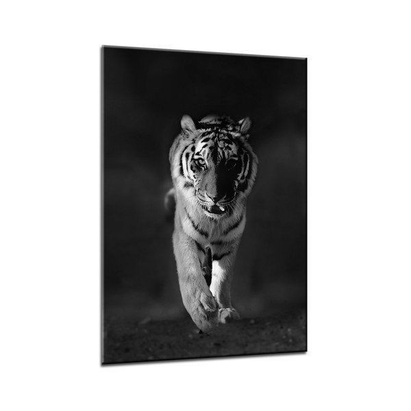 Slika Styler Glasspik Životinje Tigar, 70 x 100 cm