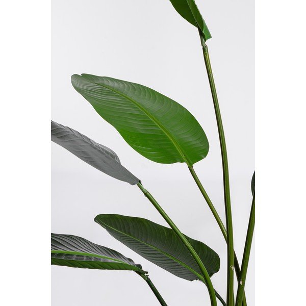 Umjetna biljka (visina 185 cm) Sterilizia – Bizzotto-image-1