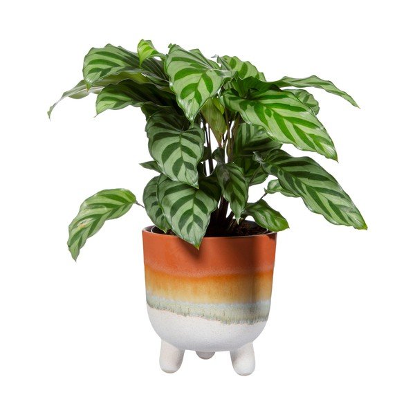 Tegla u terakota boji Sass & Belle Bohemian Home Mojave, ø 11,7 cm-image-2