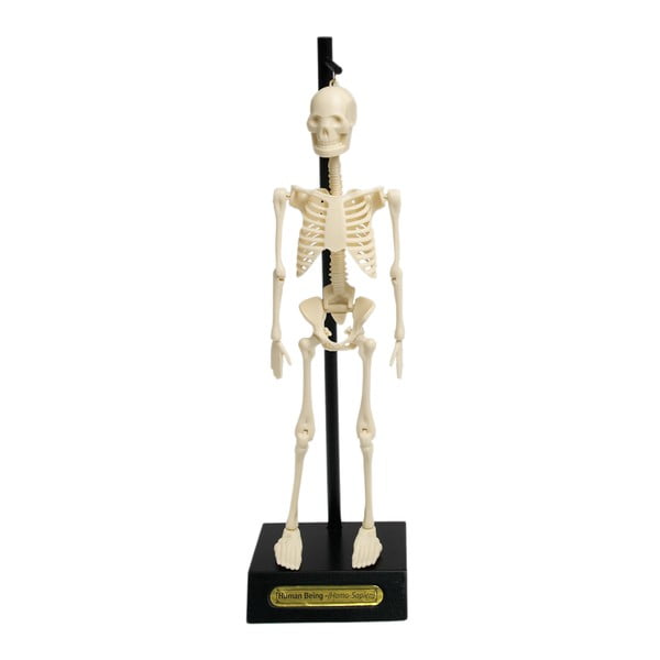 Model kostura Rex London Anatomical