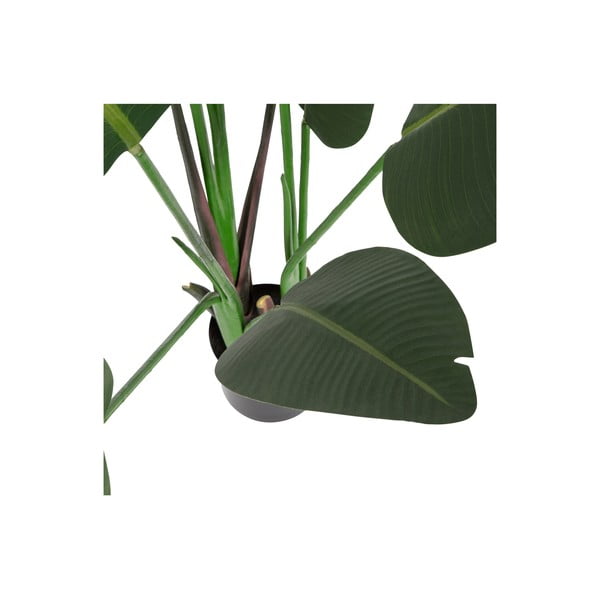 Umjetna strelicija (visina 164 cm) – WOOOD-image-2