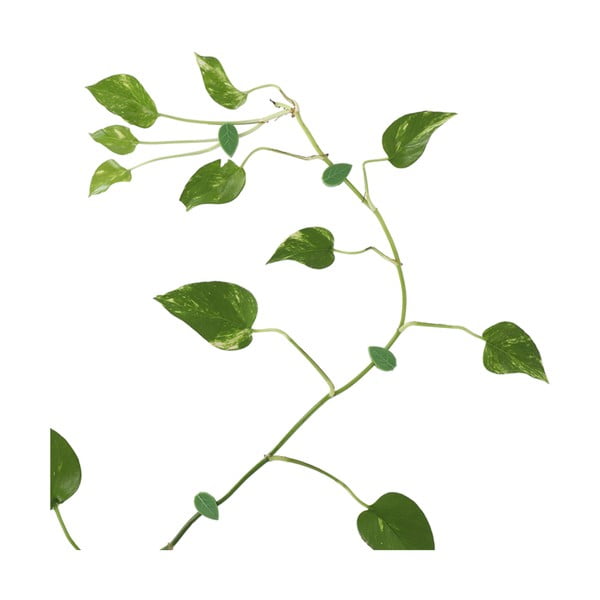 Stalak za bilje 10 kom od reciklirane plastike (visina 3 cm) – Esschert Design-image-2