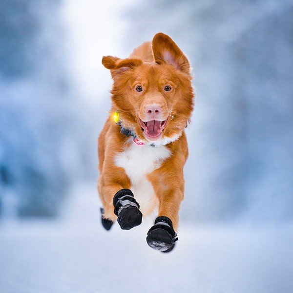 LED svjetlo za ovratnik Yellow - Orbiloc-image-1