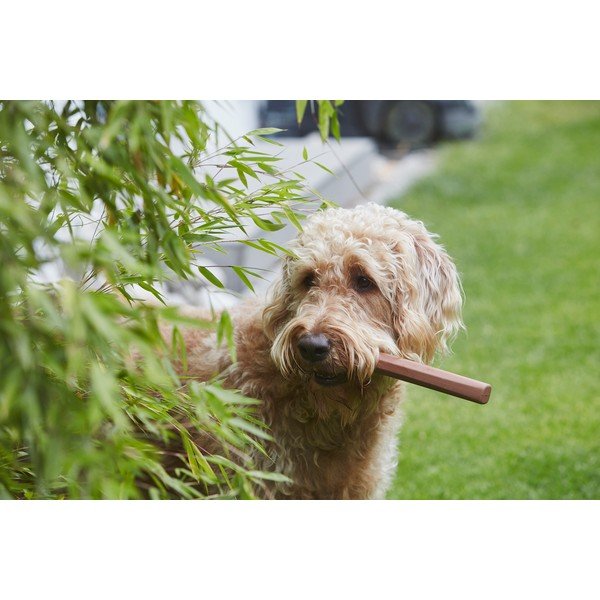 Igračka za psa Ramo Sandalwood – MiaCara-image-1