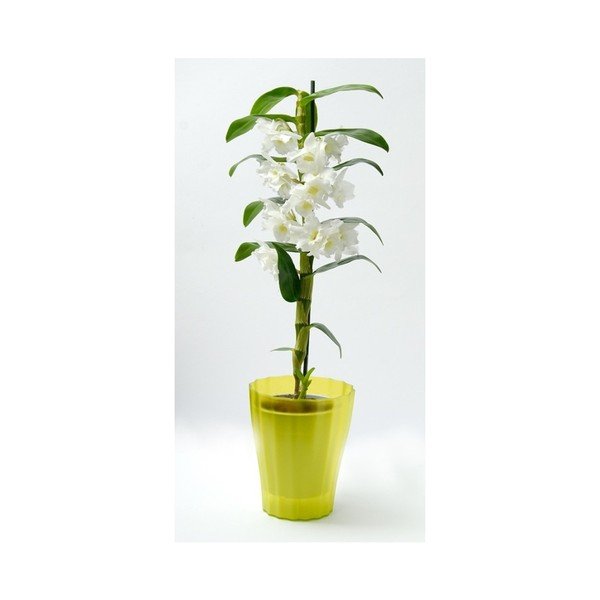 Zelena posuda za cvijeće Plastia Trasluscent Ola, ø 13,4 cm-image-1