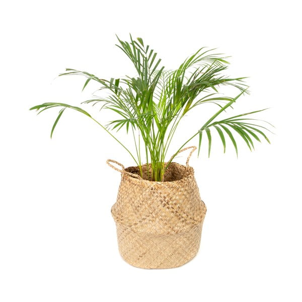 Svijetla košara za odlaganje od morske trave Compactor, ⌀ 36 cm-image-4