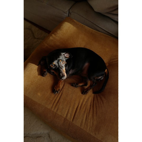 Senf žuti tabure More - Karup Design-image-4