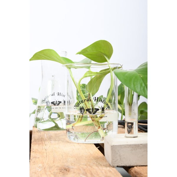 Staklena vaza (visina 12 cm) Natural History – Esschert Design-image-2