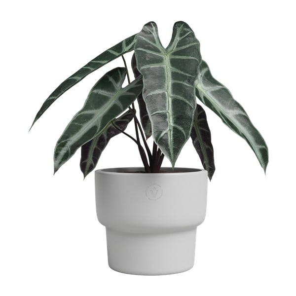 Keramička ručno rađena tegla za cvijeće ø 17 cm Echo – Artevasi-image-1