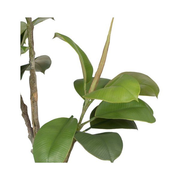 Umjetna biljka (visina 116 cm) Oak Tree – Ixia-image-1
