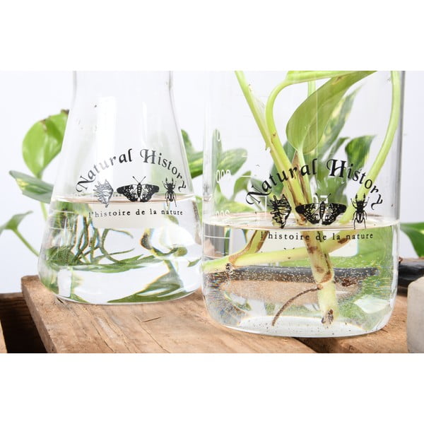 Staklena vaza (visina 12 cm) Natural History – Esschert Design-image-3