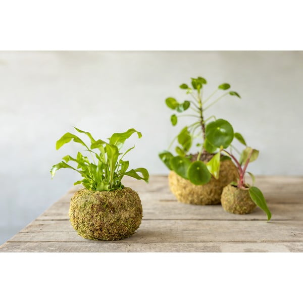 Posuda za cvijeće ø 14,5 cm Kokedama – Esschert Design-image-2