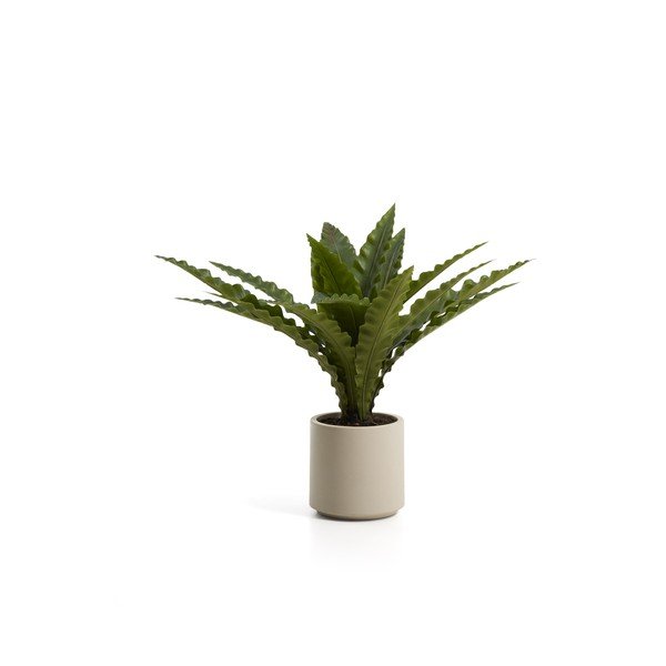 Umjetni sukulent (visina 70 cm) Neottopteris – Kave Home