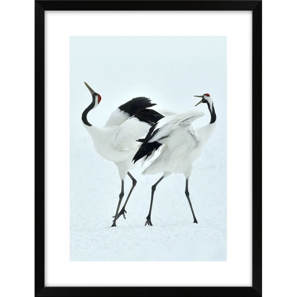 Poster 30x40 cm Dancing Herons