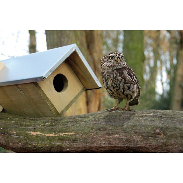 Drvena kućica za sove – Esschert Design-image-1