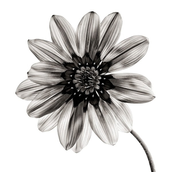 Crno-bijela staklena slika Insigne cvijet, 30 x 30 cm