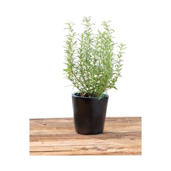 Crna posuda za cvijeće Wenko Black Outdoor Kitchen Kuro, ø 13 cm-image-4